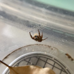 Phidippus californicus