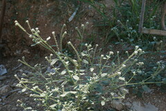 Heliotropium ellipticum