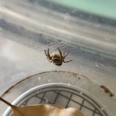 Phidippus californicus