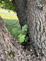 Scandosorbus intermedia