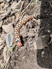 Hyles euphorbiae