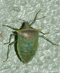 Arvelius albopunctatus
