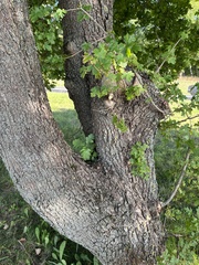 Scandosorbus intermedia