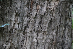 Acer platanoides