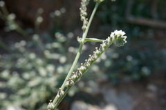 Heliotropium ellipticum