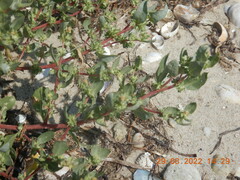 Atriplex cristata