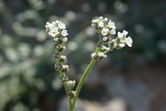 Heliotropium ellipticum