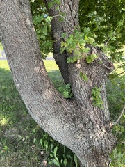 Scandosorbus intermedia