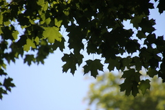 Acer platanoides