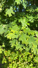 Quercus alba