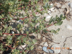 Atriplex cristata