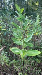 Asclepias syriaca