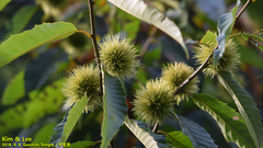 Castanea crenata