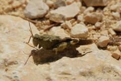 Oedipoda germanica