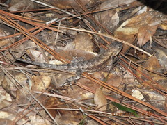 Sceloporus undulatus
