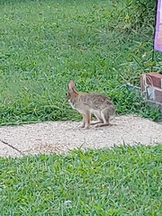 Sylvilagus floridanus