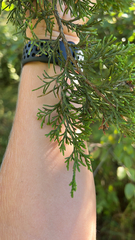 Juniperus virginiana