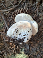 Boletus barrowsii