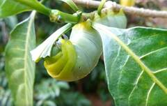 Daphnis nerii