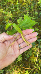Vincetoxicum rossicum