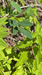 Scutellaria galericulata