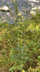 Solidago bicolor