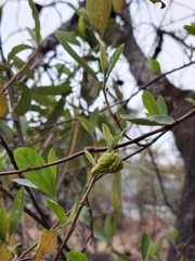 Pterygota