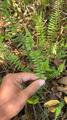 Asplenium platyneuron