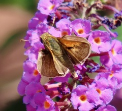 Polites themistocles