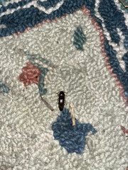 Elateridae