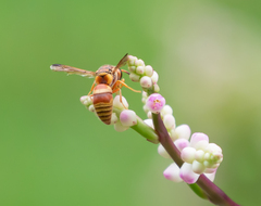 Euodynerus pratensis