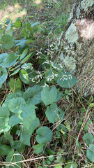 Eurybia divaricata