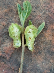 Pterygota