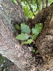 Scandosorbus intermedia