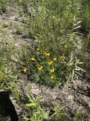 Thelesperma filifolium