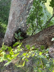 Scandosorbus intermedia