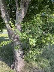 Scandosorbus intermedia