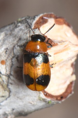 Coptocephala