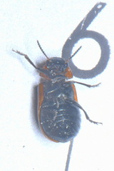 Coptocephala