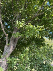 Scandosorbus intermedia