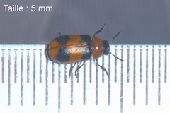 Coptocephala