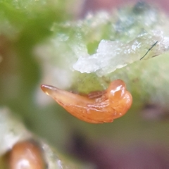 Pterygota