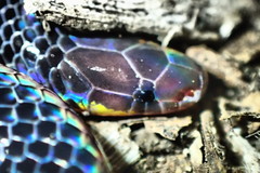 Calamaria schlegeli cuvieri