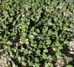 Euphorbia albomarginata
