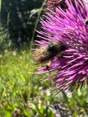 Bombus mixtus