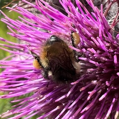 Bombus mixtus