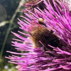 Bombus mixtus