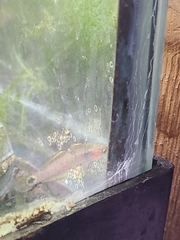 Tateurndina ocellicauda