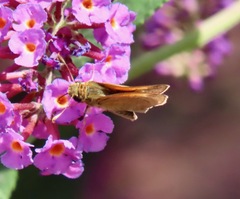 Polites themistocles