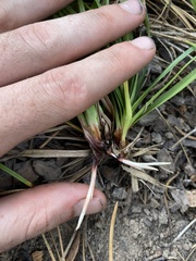 Carex concinnoides